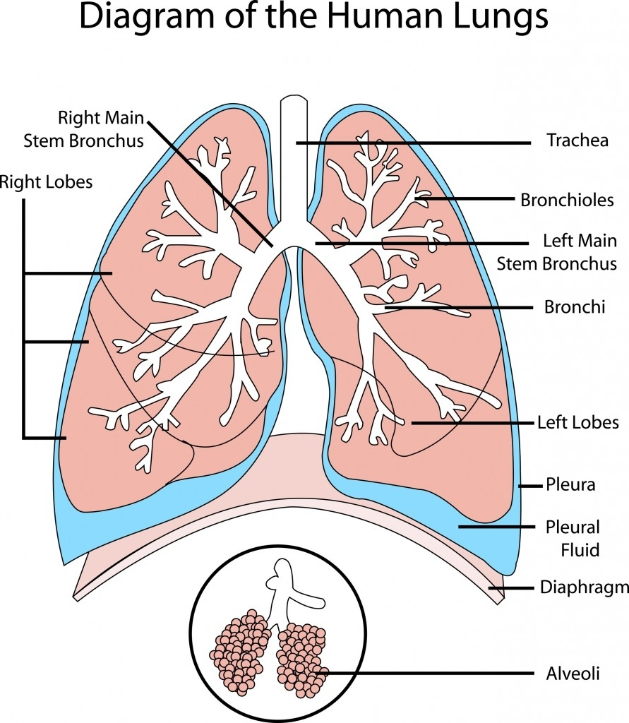 Heart and Lungs, figure 1