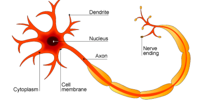 Nervous System, figure 2