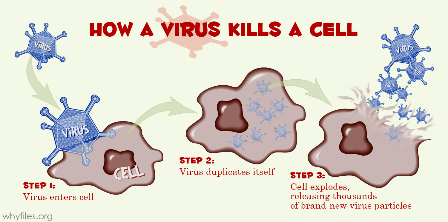 infection-and-response-gcse-biology-combined-science-edexcel