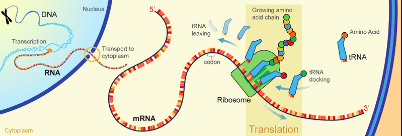 DNA, figure 1