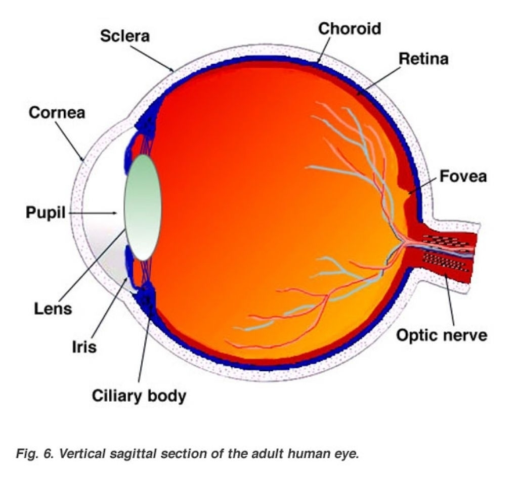 Склера сетчатка слепое. Желтое и слепое пятно сетчатки глаза. Ретина глаза строение глаза. Строение глаза анатомия сетчатка желтое пятно.
