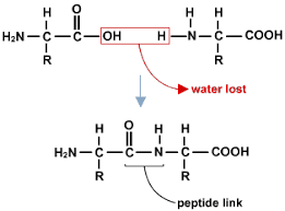 Condensation and Natural Polymers, figure 1