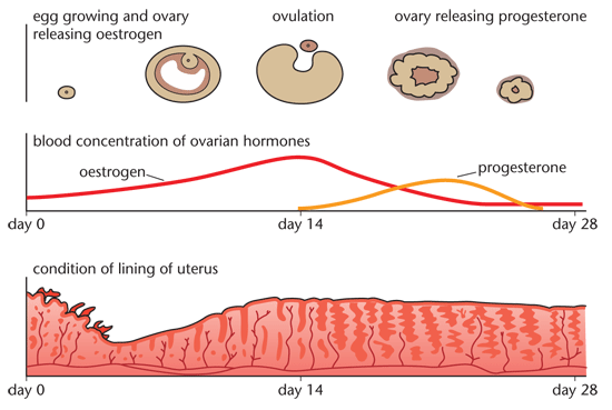 Eyes and the Menstrual Cycle, figure 1