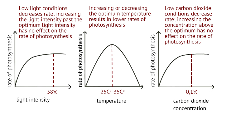 photosynthesis gcse aqa