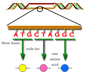 DNA, figure 1