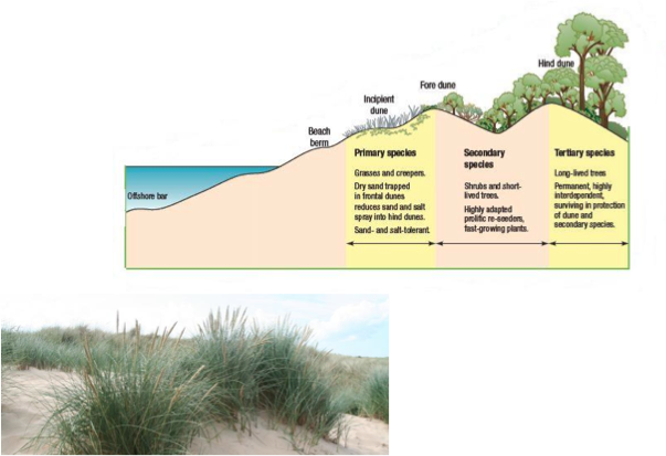 sand dunes diagram