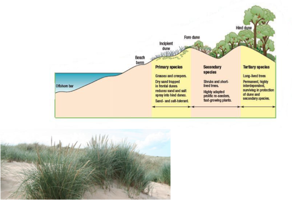 Sand Dunes Diagram Sand Dunes Diagram