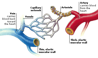 Blood Cells and the Heart, figure 2
