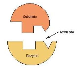 Enzymes, figure 1