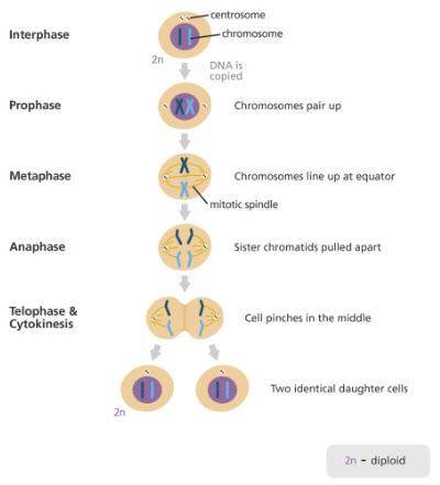 Cell Division, figure 1