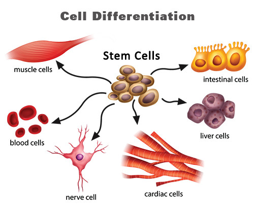 Diagram Of A Specialised Cell