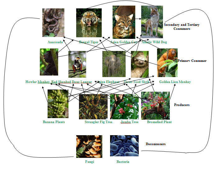 Food Webs - The Nutrient Cycle