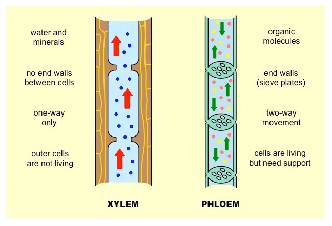 Transport in Plants - GCSE Biology (Combined Science ...