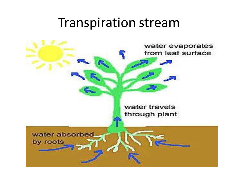 transpiration-and-translocation