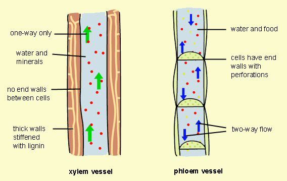 Plant Tissue, figure 1