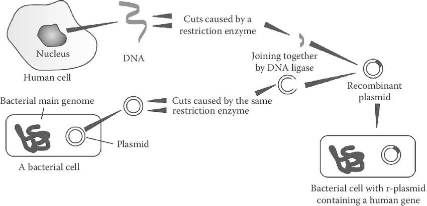 Genetic Modification, figure 1