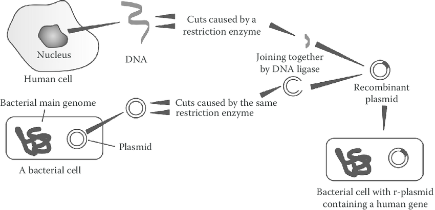 thesis for genetic modification