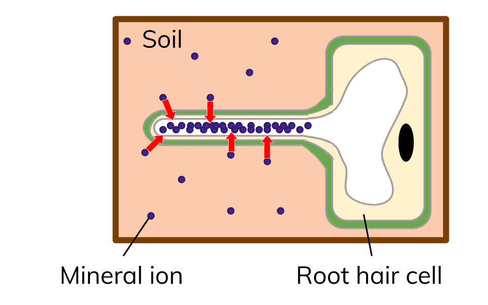 Transport in Cells, figure 3