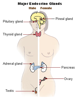 The Endocrine System, figure 1