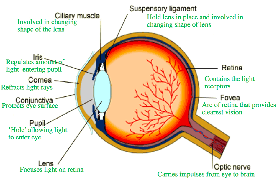 The Brain and the Eye - GCSE Biology Edexcel Revision ...