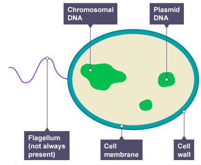 Cells - GCSE Biology Edexcel Revision - Study Rocket