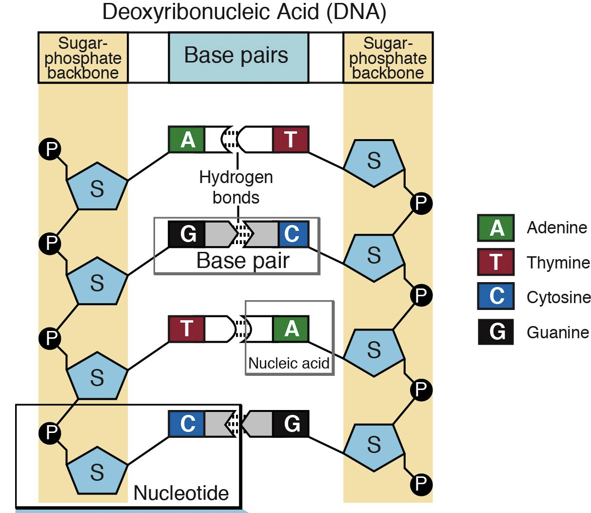 Dna And Reproduction Gcse Biology Combined Science Edexcel Revision