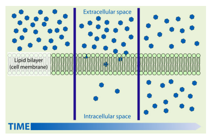 Transport in Cells, figure 3