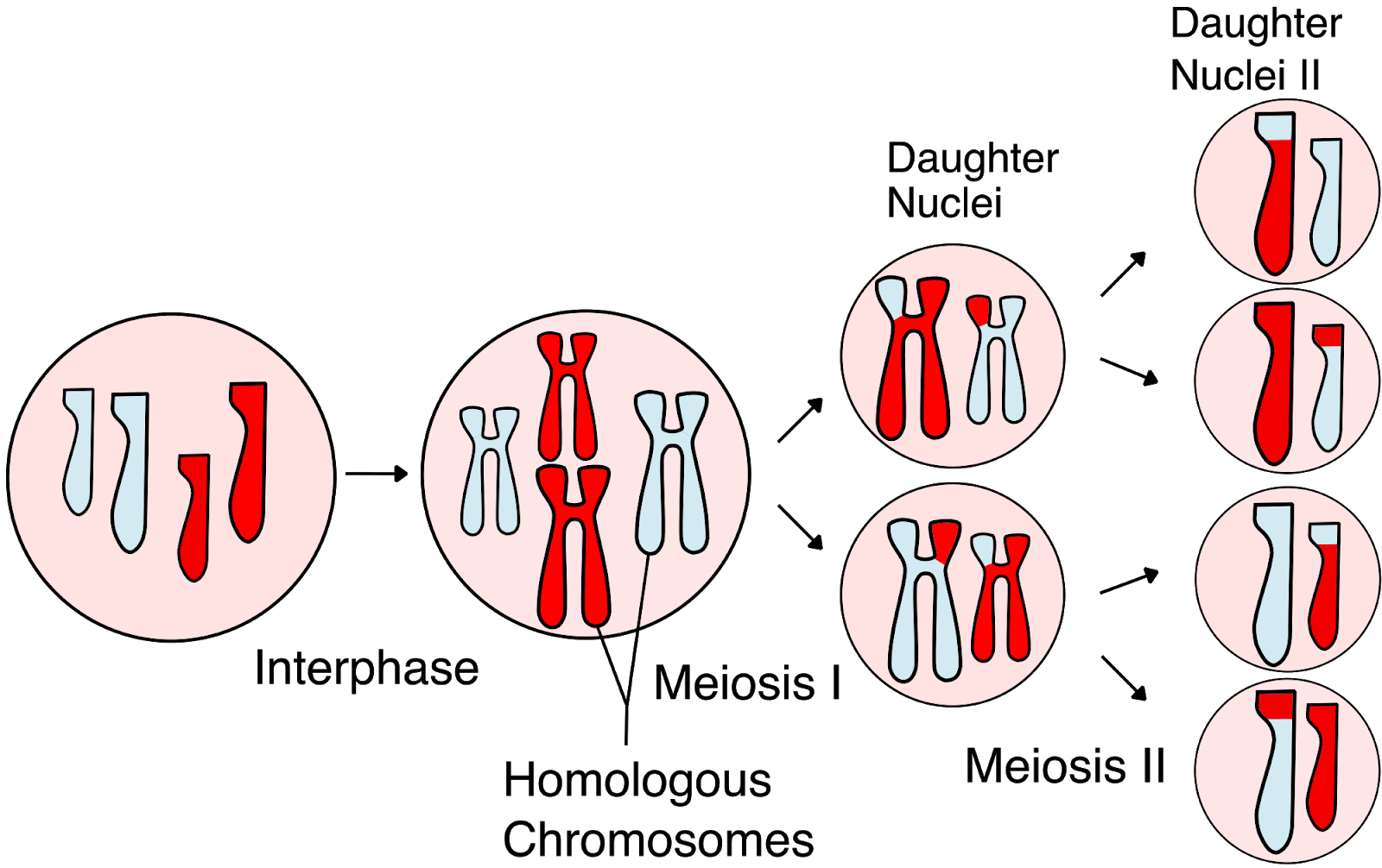 Reproductive Processes, figure 1