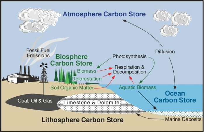 the-biochemical-carbon-cycle-a-level-geography-edexcel-revision