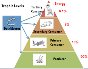 Biomass Food and Biotechnology, figure 1
