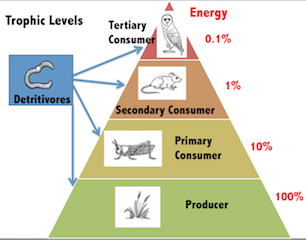 Biomass Biology