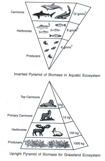 Pyramids of Biomass – GCSE Biology (Triple) AQA Revision – Study Rocket