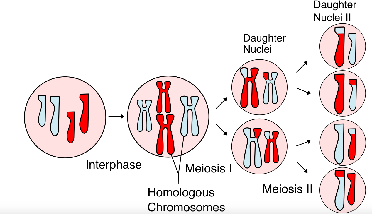 Asexual And Sexual Reproduction Gce O Level Biology 4834