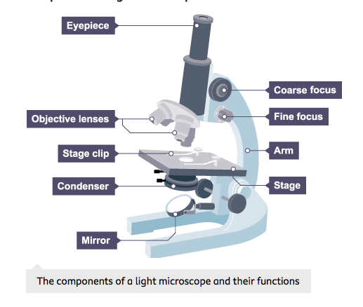 Microscopes and Bacteria – GCSE Biology (Triple) AQA Revision – Study ...