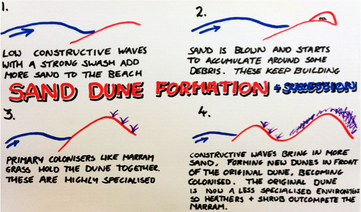 a level geography sand dunes coursework