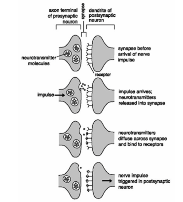 Nervous System, figure 5