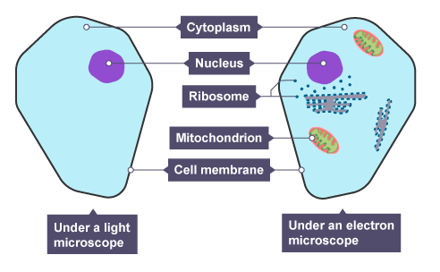 Cells, figure 2