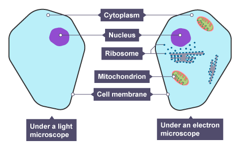 Cells Gcse Biology Edexcel Revision Study Rocket