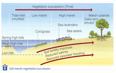 a level geography sand dunes coursework