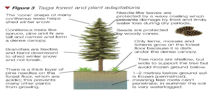 Taiga Plant Adaptations