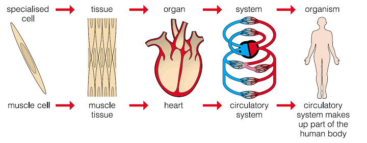 The Respiratory System, figure 2