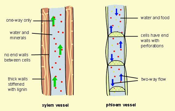 Plant Structure - GCSE Biology Edexcel Revision - Study Rocket