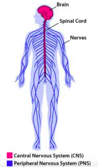 Nervous System GCSE Biology Triple AQA Revision Study Rocket