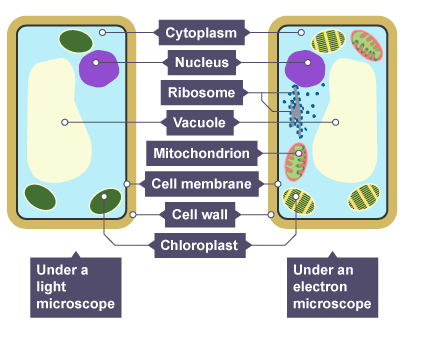 Cells, figure 4