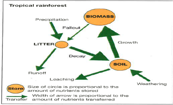 Nutrient Cycling – GCSE Geography B Edexcel Revision ... nitrogen cycle diagram in plants 