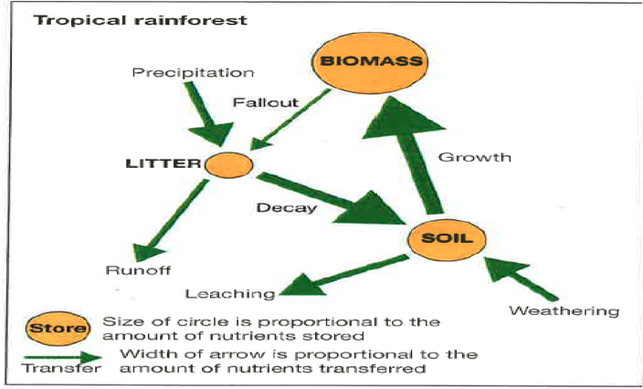 Nutrient Cycling – GCSE Geography B Edexcel Revision – Study Rocket