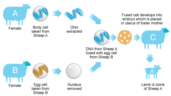 Artificial Breeding and Genetic Engineering, figure 4
