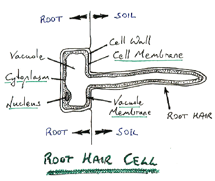 Plant Structure Gcse Biology Edexcel Revision Study Rocket