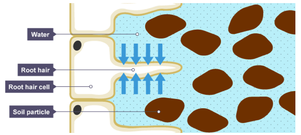 Osmosis Active Transport, figure 2