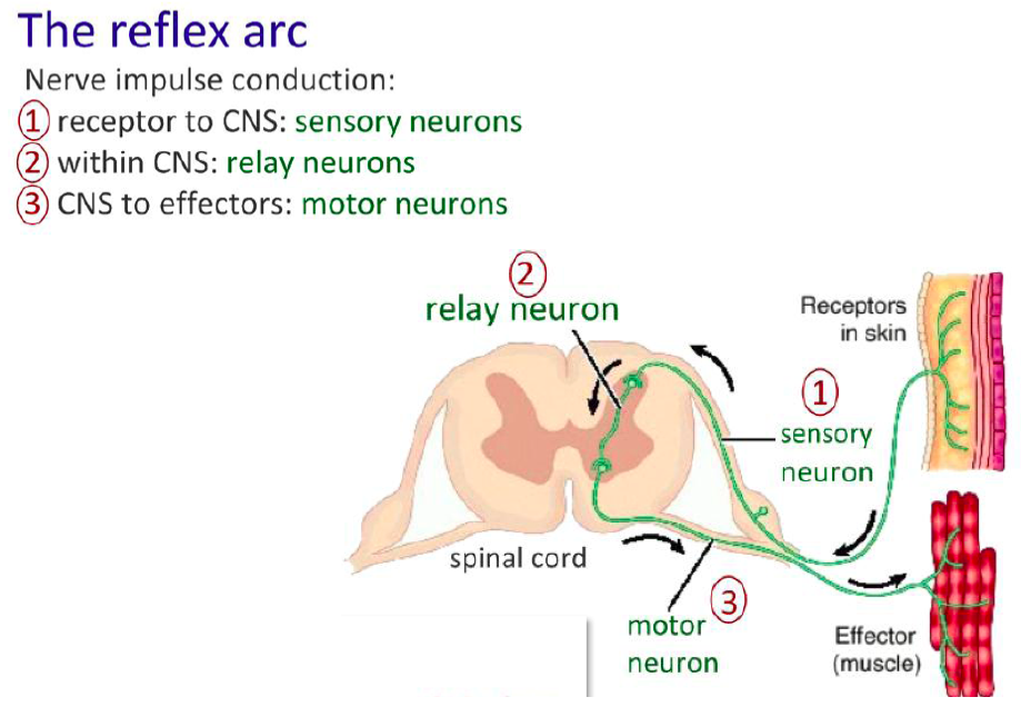 Nervous System, figure 1
